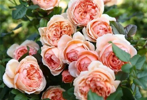 月季香味的偏好