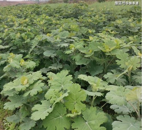 中药材收益分析， 钱途无量