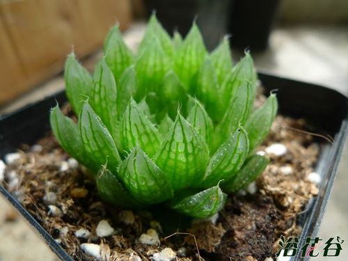 （以上浇水频率仅供参考， 请务必结合实际环境经验而自行掌握）