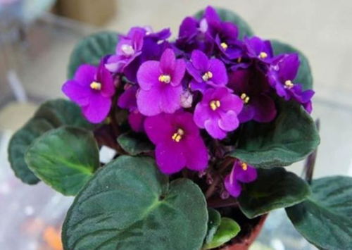 液唇兰， 那香气四溢的小精灵