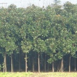 花木类农产品， 网络销售额高