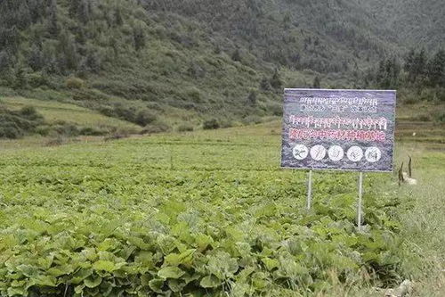 九江林区茶农：油茶与药材种植助力脱贫致富新路径