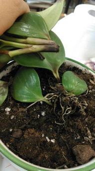 碧玉叶子，你到底有什么秘密？