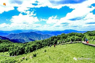 江西野花， 三清山的高山草甸