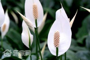 白掌花芯为什么会生锈？锈迹是否预示着生命力的衰弱