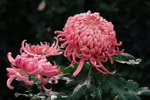 菊花绽放秋意浓，还有何花竞艳