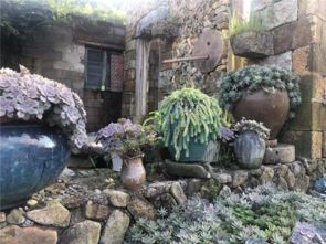 松树是否适合在家户庭院种植？