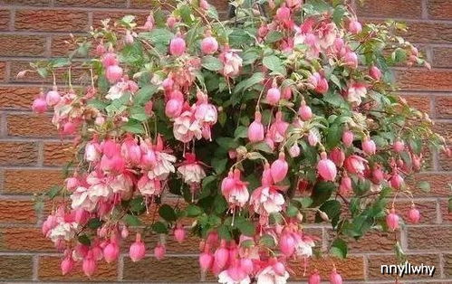 多年生花卉，既耐堪又花期长，真的有这么好的植物吗？