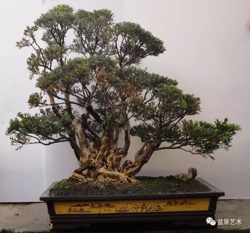 小叶黄杨盆景制作，如何打造独特韵味