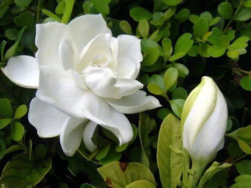 栀子花，清雅芬芳