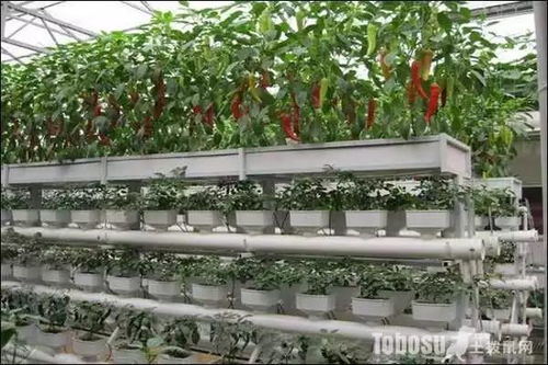 阳台种菜，自制杀虫剂哪家强？