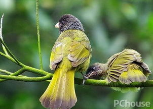 绿鹦嘴鹎和牡丹鸟各多少钱一只，价格相差多少呢？