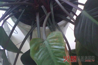 养分供给的奥秘