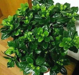 第九步：硫酸亚铁的作用