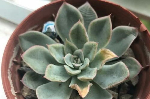 多肉植物夏天如何防晒？如何避免晒伤