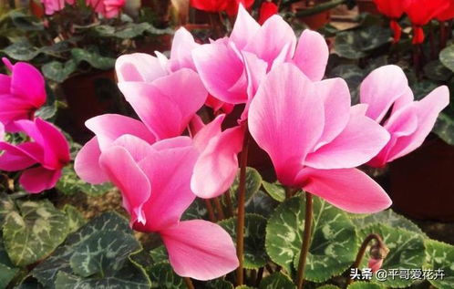 仙客来要怎么浇水才能避免烂根呢？