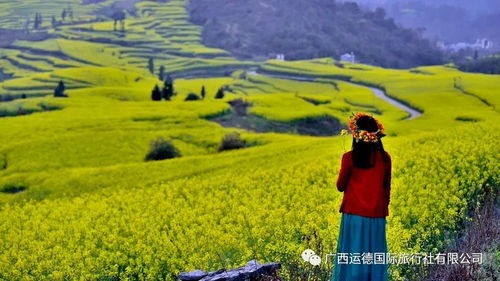 油菜花盛放期为何如此漫长？