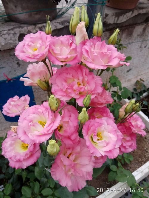 洋桔梗种植季