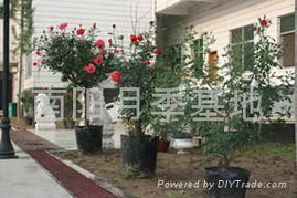 树状月季：庭院里的美丽焦点