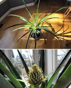 盆栽菠萝怎么种？新手也能轻松掌握的种植方法