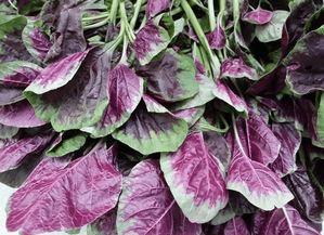 苋菜的种植方法