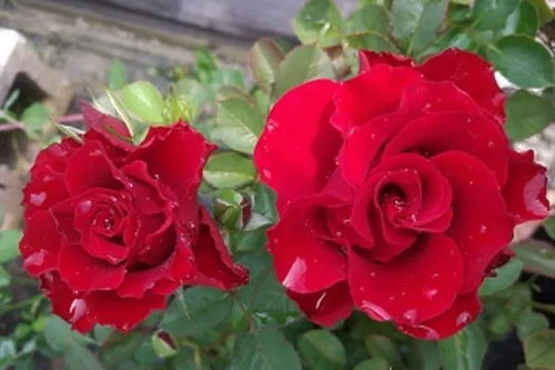 永远的莫尔德月季：花中瑰宝的奥秘