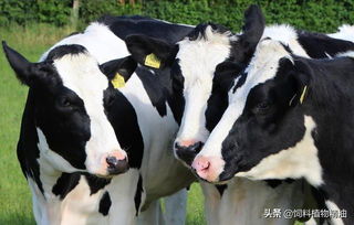 我国奶牛养殖规模首次超过50%，标志着我国奶牛养殖进入规模化时代