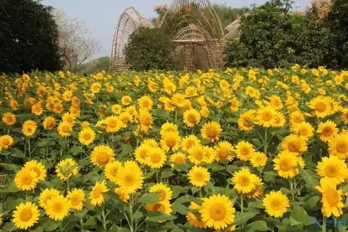 九月十月，秋季赏花季节来临