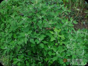 使用注意事项：平安与环保