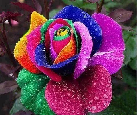 一、玫瑰花的魔法变身：如何上色梗美观？