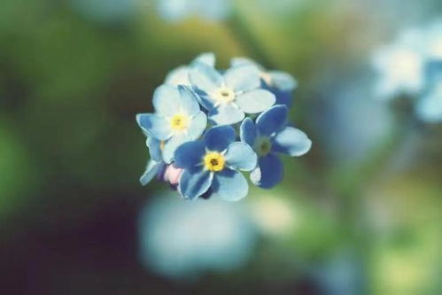 “怎么说勿忘我”这句话，有什么忒别的含义吗？