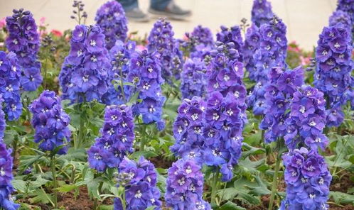 华东地区常见景观植物种类汇总