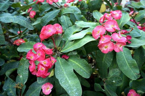 虎刺梅的修剪技巧