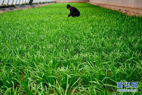 冬季大棚种植注意事项
