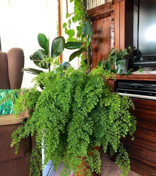 蕨类植物：室内绿意盎然的守护者