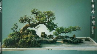 雾松盆景的养护，避免黄叶有妙招