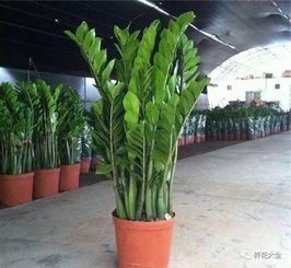 （金钱树为天南星科植物,叶片变黄一般是由于浇水不当、光照不适所致,其他的因素小些。由于具地下肉质根,具有蓄水性,所yi浇水千万......