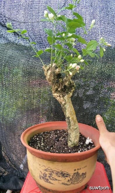 双色茉莉春天怎么修剪？如何打造繁花似锦的春日美景