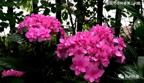 绣球花彩色绽放的花语究竟有何奥秘