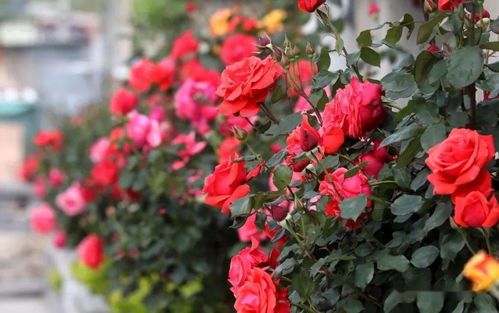 曼斯菲尔德庄园月季：一朵美丽的花， 一段忒别的养护之旅