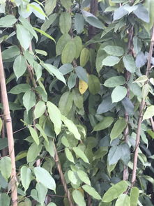 油麻藤的播种季节