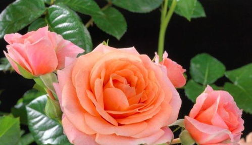 南阳月季， 花开满城