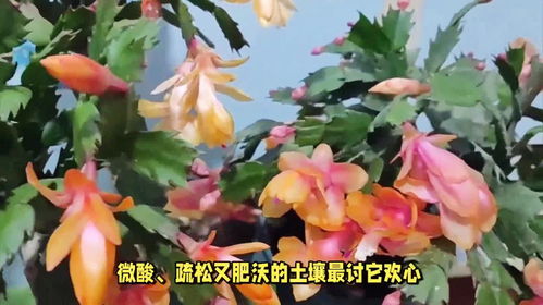 蒲包花养殖全攻略：必知要点与注意事项