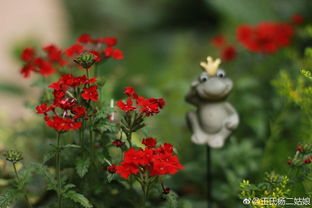 藤本月季的魅力