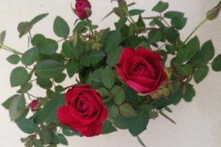 一、玫瑰花施肥的基础知识