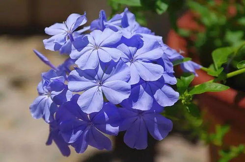 蓝雪花的别名与拉丁学名