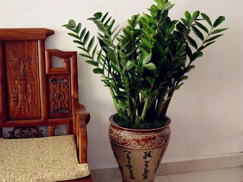 打造家居绿色空间，从了解金钱树种植方法及养护开始