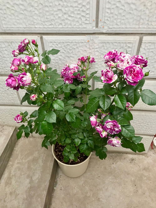 夜香树怎么进行栽培和养护，才能使其在夜间散发出迷人的香气