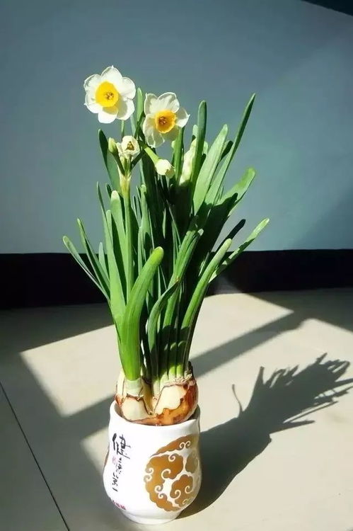 三重工艺，大蒜花卉绽放新意