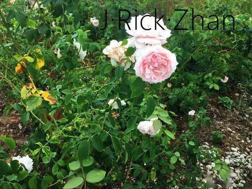 适合在哪些季节种植？